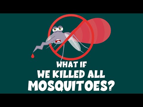 What If We Killed All Mosquitoes? - Learning Junction