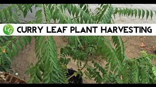 Curry Tree - Pruning & Harvest of Curry Leaf Plant or Tree