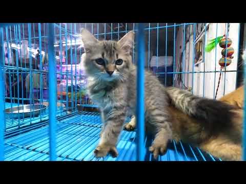 BABY KITTENS AT MUMBAI PET MARKET