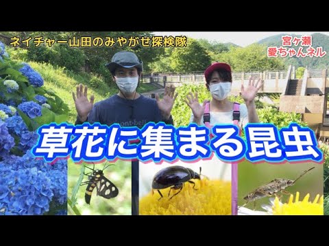 草花に集まる昆虫【ネイチャー山田のみやがせ探検隊第６回】