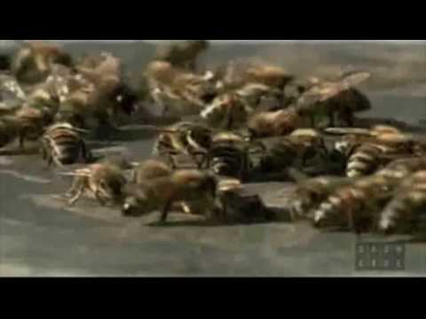 Kenny vs. Spenny - Scariest Humilation Ever (Spencer Gets Attacked By Bees)