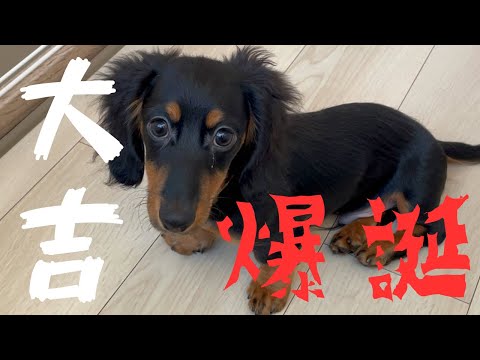 【お迎え】我が家にかわいい子犬が爆誕した