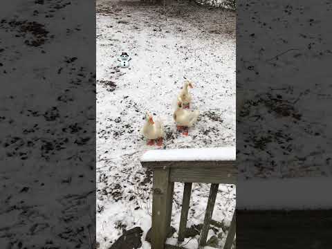 Baby Ducks 🦆 first real snow ⛄️ #backyardducks #backyardchickens #duck #ducks #ducklings #snow