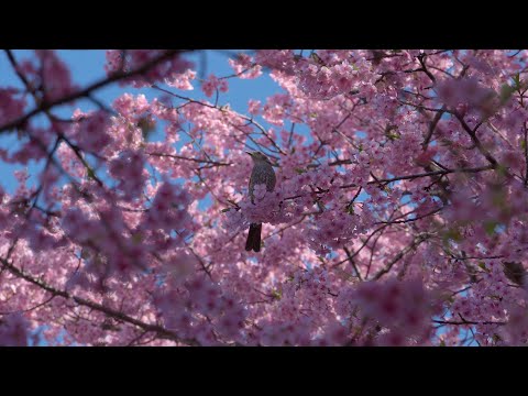 【4K】京急久里浜線三浦海岸・河津桜