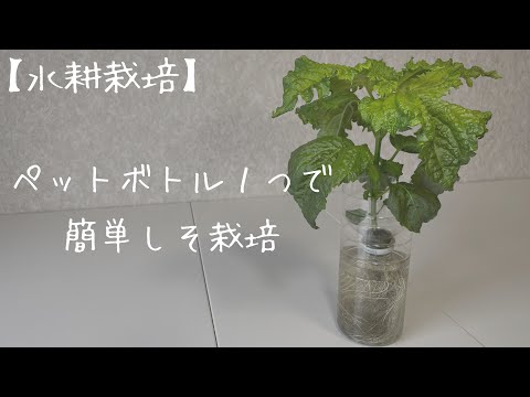 【水耕栽培】ペットボトル１つで簡単しそ栽培　1日目〜57日目