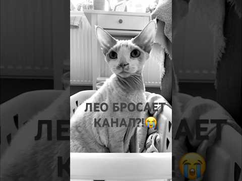 Лео расстроен…💔 #ileocat #подпишись #котики #shortvideo