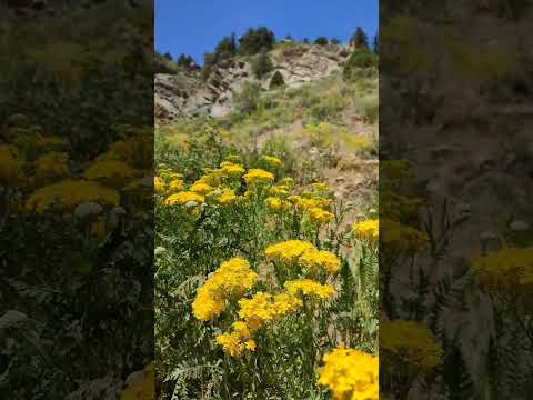 The medicinal herb St. John's wort grows in the mountains #nature #wildlife #herbs #plants