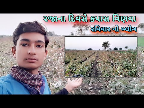 રજાના દિવસે કપાસ વિણવા || રવિવાર નો બ્લોગ #farmingvlogs #farm #gujarati #રવિવાર #ds #dayvlog #travel