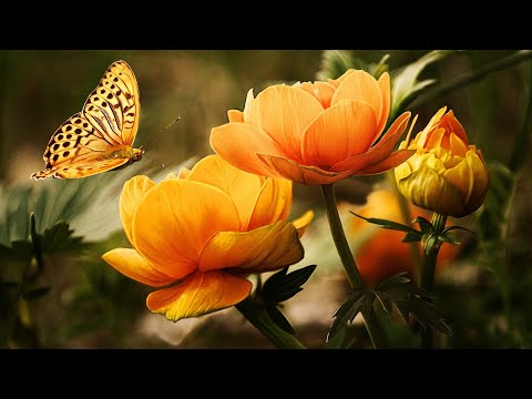 自然河水 钢琴音乐  平静静心  解压放松  Ambient  Music  piano music  relaxing music