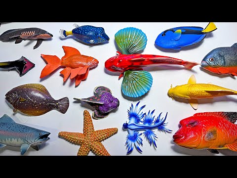 Sea Animals - Fish Collection - Clownfish, Goldfish, Blue Sea Dragon, Stone Fish, Box Fish