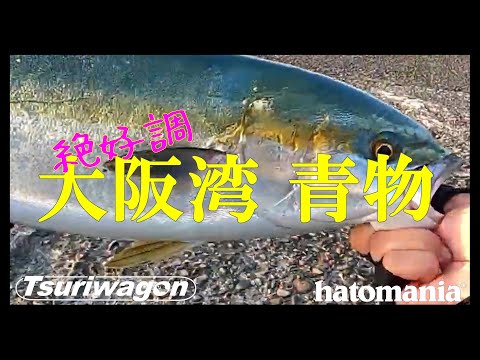 沈黙の一文字にドラグ音が鳴り響く #ノマセ釣り #泳がせ釣り