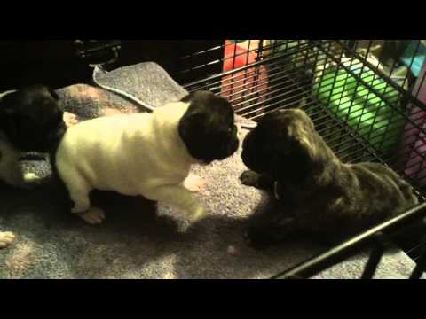 3wk old french bulldog puppies available www.frenchables.com