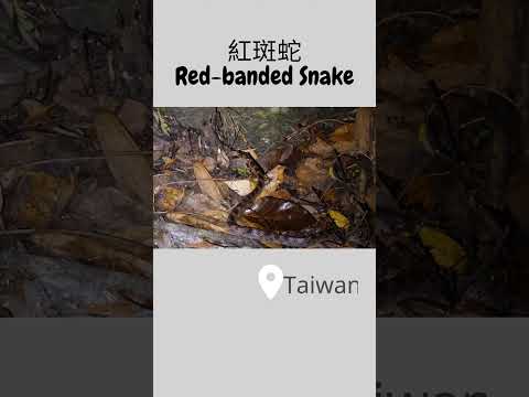 紅斑蛇 Red-banded Snake ! #herping #snake #wildlife #reptiles #nature