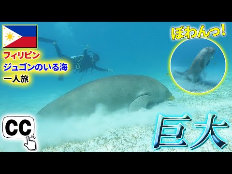 [Subtitled]  I dived with a huge dugong and he kept eating it.(*´ω｀;)