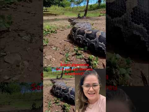 Sucuri gigantesca!Será que foi essa que devorou o cachorro? #plantas #y