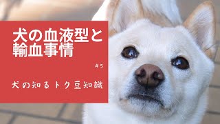 犬の血液型と輸血事情 #6