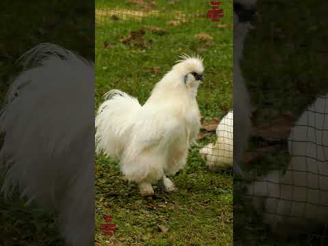 Roosters of various chicken breeds from Welsummer + Bielefelder to Dutch bantam + Bresse Gauloise