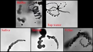 Aptamer-Modified Graphene-Based Catalytic Micromotors: Off–On Fluorescent Detection of Ricin