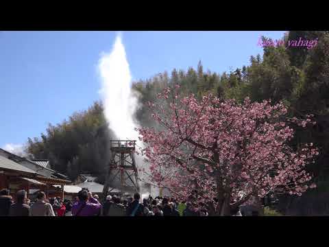 河津桜まつり2018  2018年3月2日