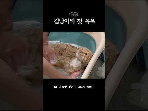 충격의 길냥이 목욕 영상