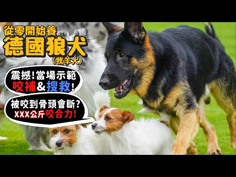 【從零開始養】德國狼犬!(有德爺)護衛犬示範咬捕壞人+搜救!咬合力???公斤!可以咬斷手臂?台灣常見警用犬?為何被稱作狼狗?德國牧羊犬!【許伯簡芝】German Shepherd!