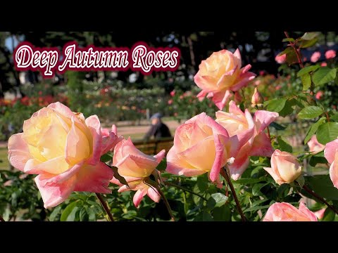 Brightly colored Roses in Deep Autumn,Kadokura Techno Rose Garden 2022. 秋の敷島公園 門倉テクノばら園 #rose