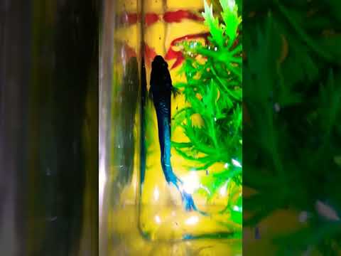 Busy dad life #third #day #betta #fish #fries #babies #bubble #dad #aquarium #babysit #breeding