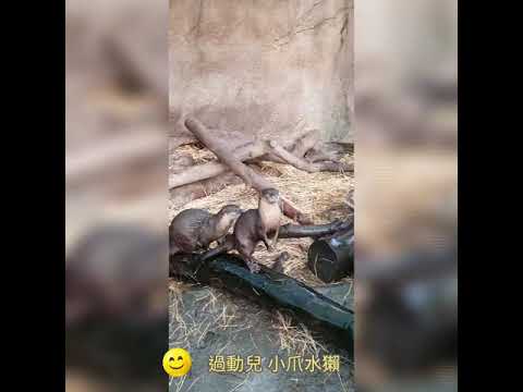 是傑瑞鼠嗎？台北動物園 動不停的 小爪水獺