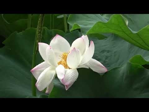 ワイエムエス　フレンドリー　舞鶴公園沿いのハスの開花（福岡市）　2024/06/29