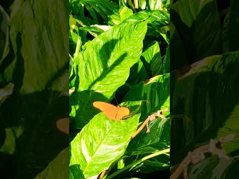 Orange Butterfly 🧡