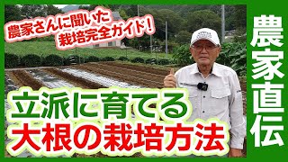 家庭菜園や農園の大根栽培で失敗なく大根を育てる農家のコツをご紹介！1番のポイントは土作り！【農家直伝】