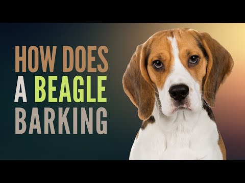 How do Beagles Bark. Why do Beagles Bark so Loud and Do all Beagles Bark a Lot