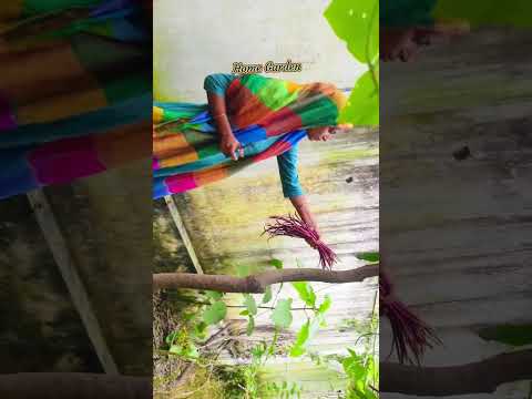 home garden shots 1 #creativelifesdvlogs  #viralshorts #trending