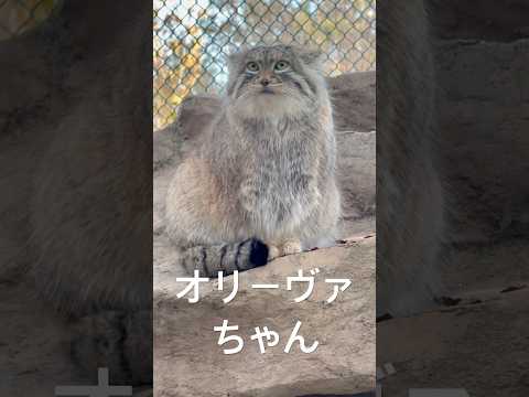 #shorts マヌルロックにてオリーヴァちゃん　マヌルネコ　埼玉県こども動物自然公園　2024年12月21日