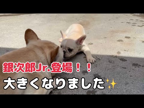 【フレンチブルドッグ】看板犬銀次郎の子どもたちが大きくなって登場！⭐️🐶　　銀ちゃんも登場するよー！