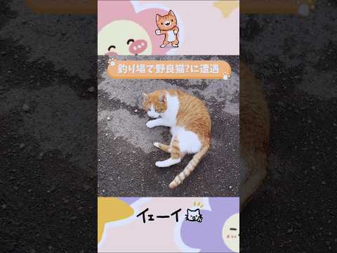 【釣り場のかわいい野良猫】😺 #釣り場猫 #野良猫 #ねこ #shorts #ねこ動画 #ねこ好き #ねこのきもち #猫動画 #猫 #オス猫 #可愛い猫 #きれいな猫 #海辺の猫 #猫近寄る