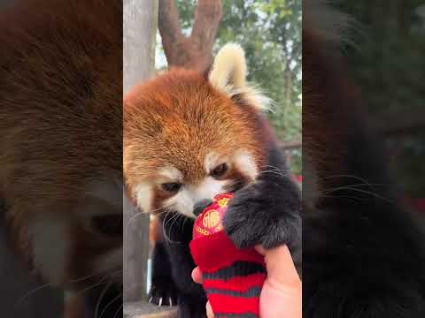 Special holiday with flavor of apple red panda warm baby Fatty is celebrating the holiday