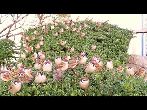 中国麻雀；Chinese Sparrow.