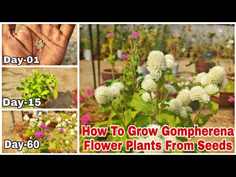 How To Grow Gomphrena Flower Plants From Seeds With Updates