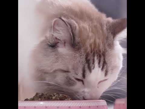 Catnip Craze: Your Feline's New Favorite!