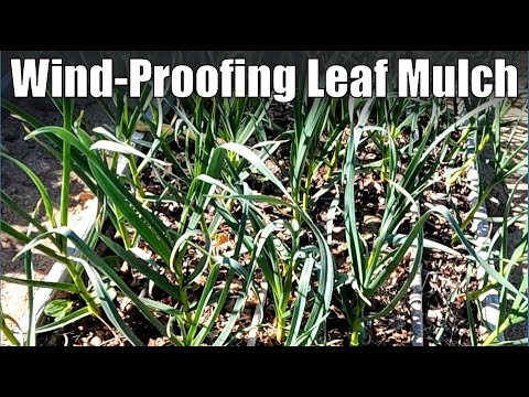 Wind-Proofing Leaf Mulch