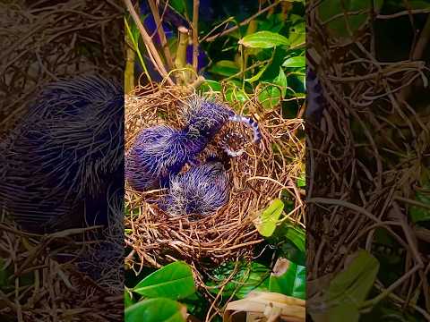 Ly kỳ chuyện bìm bịp bắt rắn về bảo vệ tổ #フクロウの羽ばたき #birds #rắn #bimbip