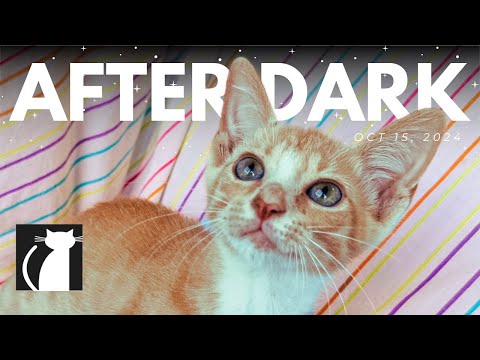 The Cattery AFTER DARK! Oct 15 |  Josie Co-host