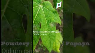 Management of Powdery Mildew Disease of Papaya | पपीते के पाउडर  फफूंदी रोग का प्रबंधन | #Shorts