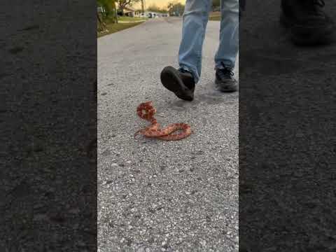 #capcut #edit #capcutedit #funny #funnyvideo #florida #viralvideo #snake #snakevideo