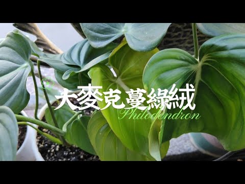 葉面碩大的大麥克蔓綠絨|種植與照顧|Philodendron|植物男子