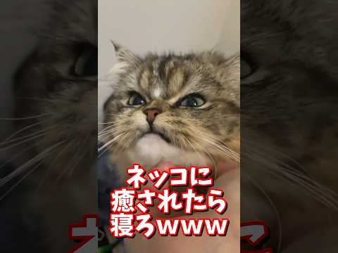 ネッコの動画で癒されたら寝ろｗｗｗ　#2ch #2ch動物スレ #2ch面白いスレ #動物 #犬 #猫 #癒やし #ねこ