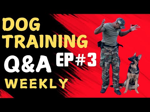 Dog trainer Jeremy at Bulletproofk9s answers questions about dog training & dog life every week EP3