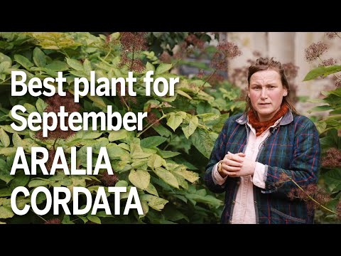 Aralia cordata is a perfect plant for September