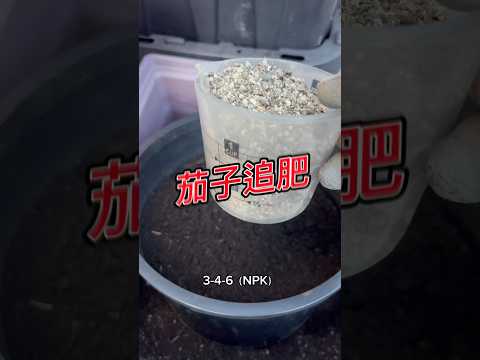 茄子后劲不足？试试这样追肥 topdressing for eggplants 9/1/2024